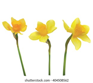 Narcissus. Vector realistic flowers. On a white background.