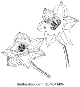 Narcissus wildflower in a vector style isolated. Isolated illustration element. Full name of the plant: narcissus. Vector flower for background, texture, wrapper pattern, frame or border.