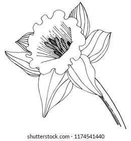 Narcissus wildflower in a vector style isolated. Isolated illustration element. Full name of the plant: narcissus. Vector flower for background, texture, wrapper pattern, frame or border.