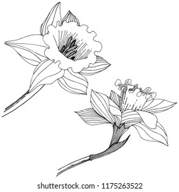 Narcissus wildflower in a vector style isolated. Isolated illustration element. Full name of the plant: narcissus. Vector flower for background, texture, wrapper pattern, frame or border.
