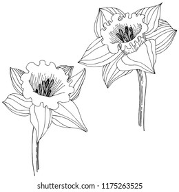 Narcissus wildflower in a vector style isolated. Isolated illustration element. Full name of the plant: narcissus. Vector flower for background, texture, wrapper pattern, frame or border.