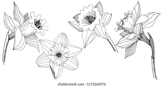 Narcissus wildflower in a vector style isolated. Isolated illustration element. Full name of the plant: narcissus. Vector flower for background, texture, wrapper pattern, frame or border.