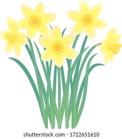 
Narciso es una flor de invierno.