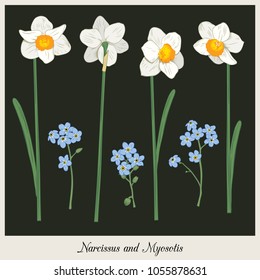 Narcisus and myosotis. Set collection. Hand drawn botanical illustration on dark background. Vector. Can use for patterns, birthday or wedding cards, posters