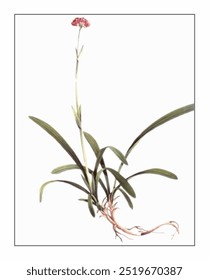 Nardostachys chinensis, hand-painted floral and botanical painting, hand-painted herbal painting, natural herbs.