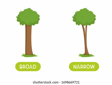 Narrow and broad antonyms word card flat vector template. Flashcard for english language learning. Big and small opposites concept. Thick and thin tree cartoon illustration with typography