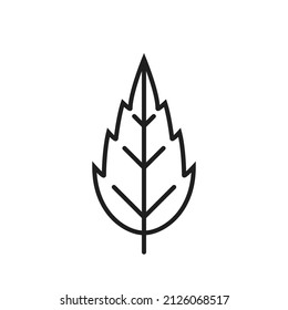 Narrow dentate leaf line icon. botanical, environment and nature symbol. isolated vector image in simple style