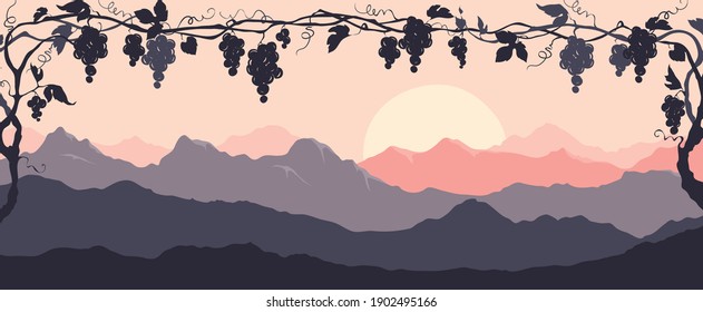 Narrow landscape -- bunches of grapes at sunset. Vector illustration, narrow background, night in the vineyard.	