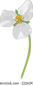 Narrow Leaved Arrowhead Vector Illustration