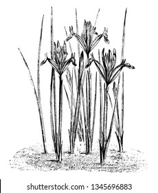 Narrow needle like leaves and flowers of the plant Iris Reticulata, vintage line drawing or engraving illustration.