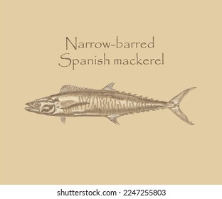 Narrow-barred Spanish mackerel fish illustration with details and highlights.