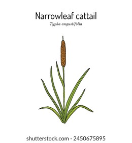  Schmalblättrige Katze oder Kleine Schilfmatte (Typha angustifolia), genießbar und Heilpflanze. Handgezeichnete botanische Vektorillustration