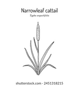Schmalblättrige Katze oder Kleine Schilfmatte (Typha angustifolia), genießbar und Heilpflanze. Handgezeichnete botanische Vektorillustration