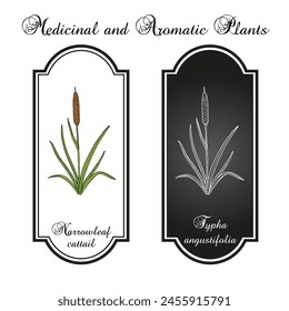 Schmalblättrige Katze oder Kleine Schilfmatte (Typha angustifolia), genießbar und Heilpflanze. Handgezeichnete botanische Vektorillustration
