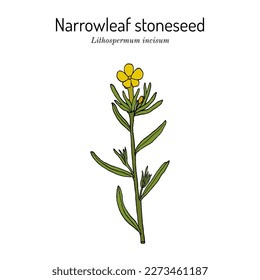 Narrowleaf stoneseed, or fringed puccoon (Lithospermum incisum), medicinal plant. Hand drawn botanical vector illustration