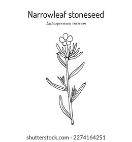 Narrowleaf stoneseed, or fringed puccoon (Lithospermum incisum), medicinal plant. Hand drawn botanical vector illustration