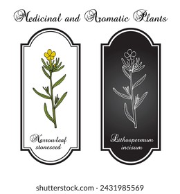 Narrowleaf stoneseed, or fringed puccoon (Lithospermum incisum), medicinal plant. Hand drawn botanical vector illustration