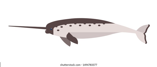 Narwal flat vector illustration. Abstract sea unicorn isolated on white background. Minimalist narwhal drawing. Monodon monoceros clipart. Whale mammal, underwater creature with long horn.