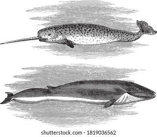 Narwhal, From the Dictionary of Word and Things, 1888.