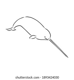 Narwhal illustration, drawing, engraving, ink, line art, vector.narwhal vector sketch illustration