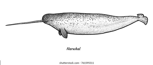 Narwhal illustration, drawing, engraving, ink, line art, vector