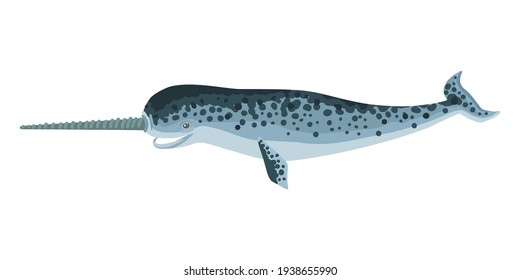 Narwhal, a large fish with a horn, an arctic cetacean. A species of whale fish, Monodon monoceros. Vector drawing isolated on white background. Cartoon illustration