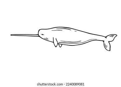 Narwhal line sketch. Vector graphics.