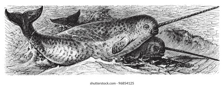 Narwhal or narwhale (Monodon monoceros) / vintage illustration from Meyers Konversations-Lexikon 1897