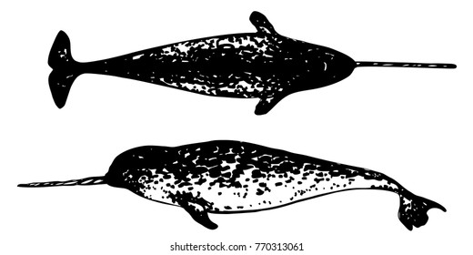 Narwhal top and side view vector drawing. Black and white illustration of sea whale