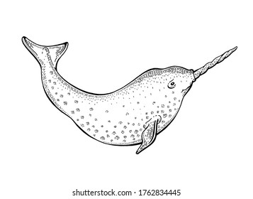 Narwhal unicorn sketch. cute vector whale. Cartoon sea illustration, doodle vintage fish with horn in engraving style. Undersea mascot set with unique swimming animals. Magic hand drawn narwhals set