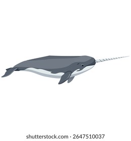 Desenho de vetor Narwhal - vista lateral do corpo inteiro com presa no fundo branco, ilustração de vetor 2D 