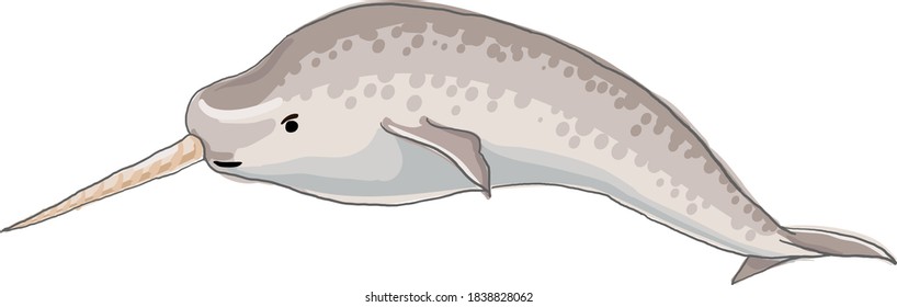 narwhal vector drawing on transparent background