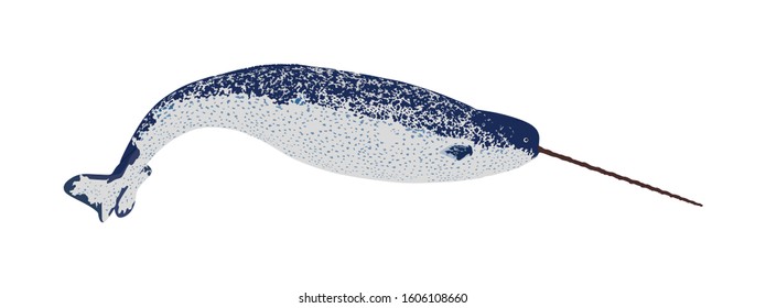 Narwhal vector illustration isolated on white background. Unicorn whale.