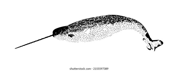 Narwhal vector silhouette illustration isolated on white background. Unicorn whale. Big animal from deep sea and ocean waters.