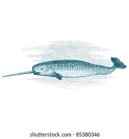 Narwhal - vintage engraved illustration - "Histoire naturelle" by Buffon and Lacépède published in 1881 France