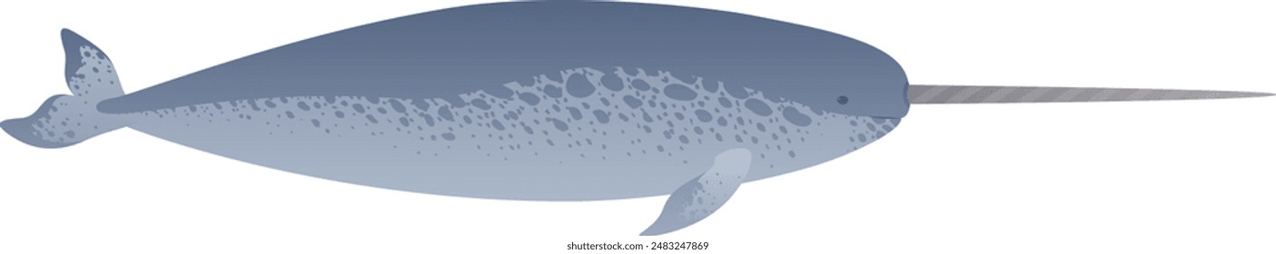 Narwhal whale with horn, realistic vector illustration. Marine mammal color graphic isolated on white background. Unicorn of the sea and wild ocean animal.