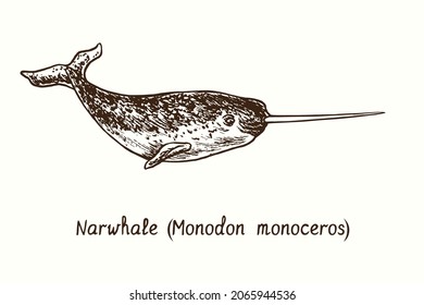 Narwhale (Monodon monoceros). Ink black and white doodle drawing in woodcut style.