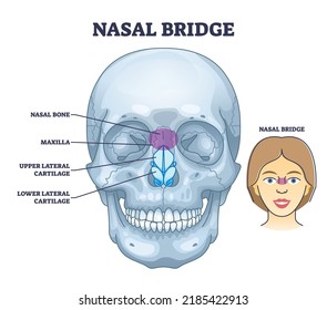 Anatomía de hueso de puente nasal y nariz con diagrama de contorno del cartílago facial. Esquema educativo etiquetado con estructura frontal médica, maxilla facial, ilustración lateral superior e inferior del vector.