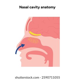 Nasal cavity anatomy. Nose nasal anatomy. Inflammation Nasal Cavity. Medical diagram infographic