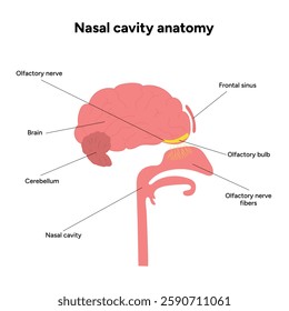 Nasal cavity anatomy. Nose nasal anatomy. Inflammation Nasal Cavity. Medical diagram infographic