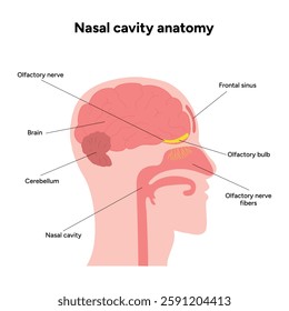 Nasal cavity anatomy. Nose nasal anatomy. Inflammation Nasal Cavity. Medical diagram infographic