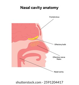 Nasal cavity anatomy. Nose nasal anatomy. Inflammation Nasal Cavity. Medical diagram infographic