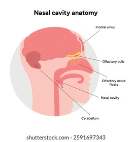 Nasal cavity anatomy. Nose nasal anatomy. Inflammation Nasal Cavity. Medical diagram infographic