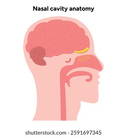 Nasal cavity anatomy. Nose nasal anatomy. Inflammation Nasal Cavity. Medical diagram infographic