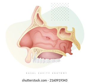 Nasal Cavity Anatomy - Stock Illustration  as EPS 10 File