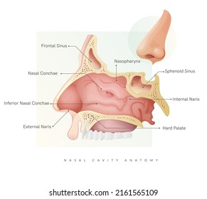 Anatomía de cavidad nasal - Ilustración de acciones como archivo EPS 10