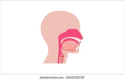 Nasal cavity anatomy. Upper respiratory tract structures include pharyngeal tonsil, tongue, part of pharynx, oral cavity, hard and soft palate. Cross section sagittal view medical vector illustration