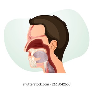 Nasal Cavity and Human Face Anatomy - Stock Illustration as EPS 10 File