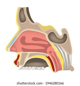 Nasal cavity. The maxillary sinus. Anatomy of the human head. Haimar's sinus. Profile section. Medical poster. Vector illustration.