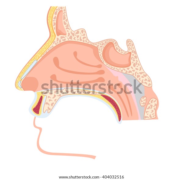 鼻腔 人間の鼻の解剖学のベクターイラスト のベクター画像素材 ロイヤリティフリー
